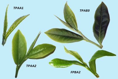 Bhakanje tea grading