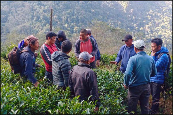 2024 teabush pruning training